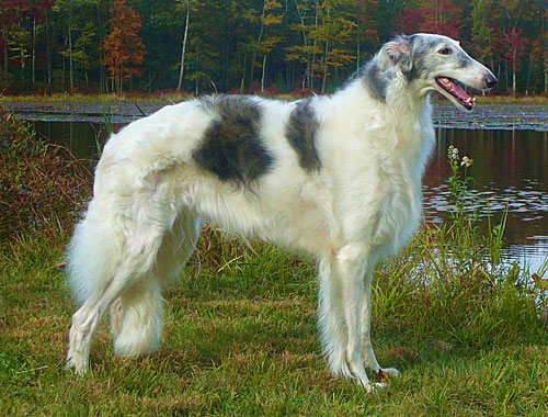 Классификация охотничьих пород собак | МОСОХОТА